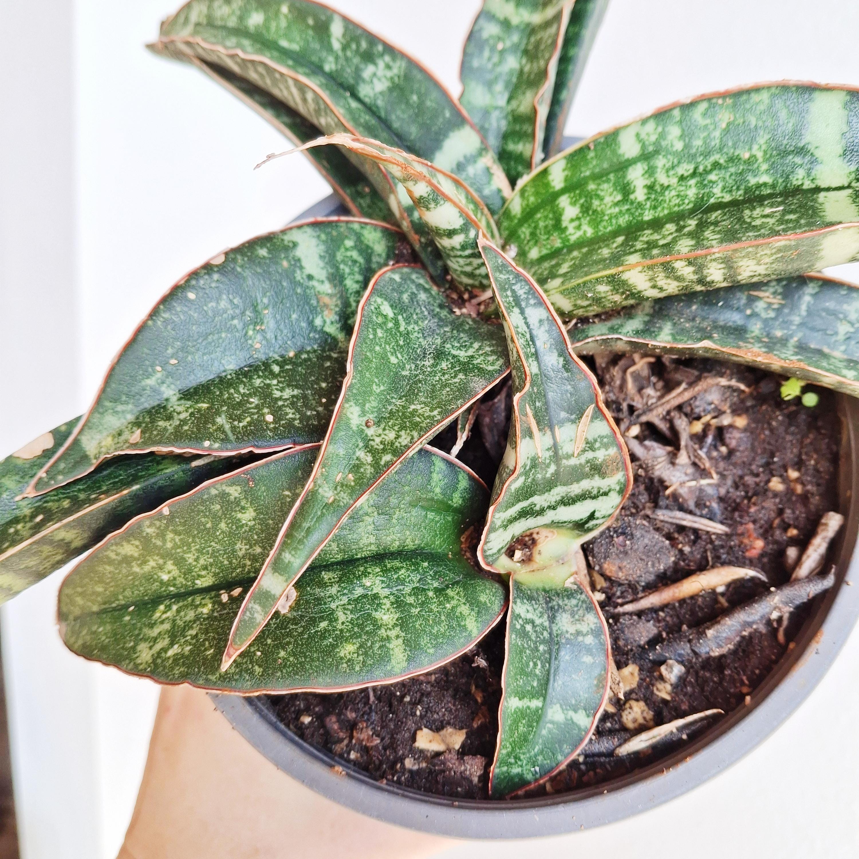 Sansevieria Fischeri Singularis. Caudiciform Snake Plant