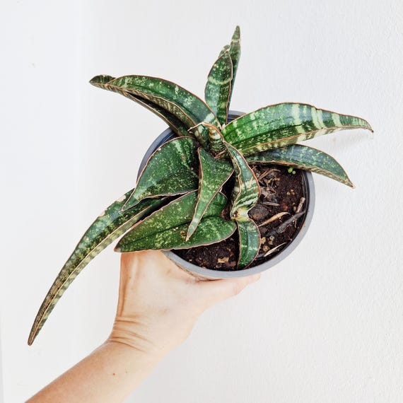Sansevieria Fischeri Singularis. Caudiciform Snake Plant. Sansevieria  Arusha. Rare Snake Plant. Live Succulents for Home - Etsy Denmark
