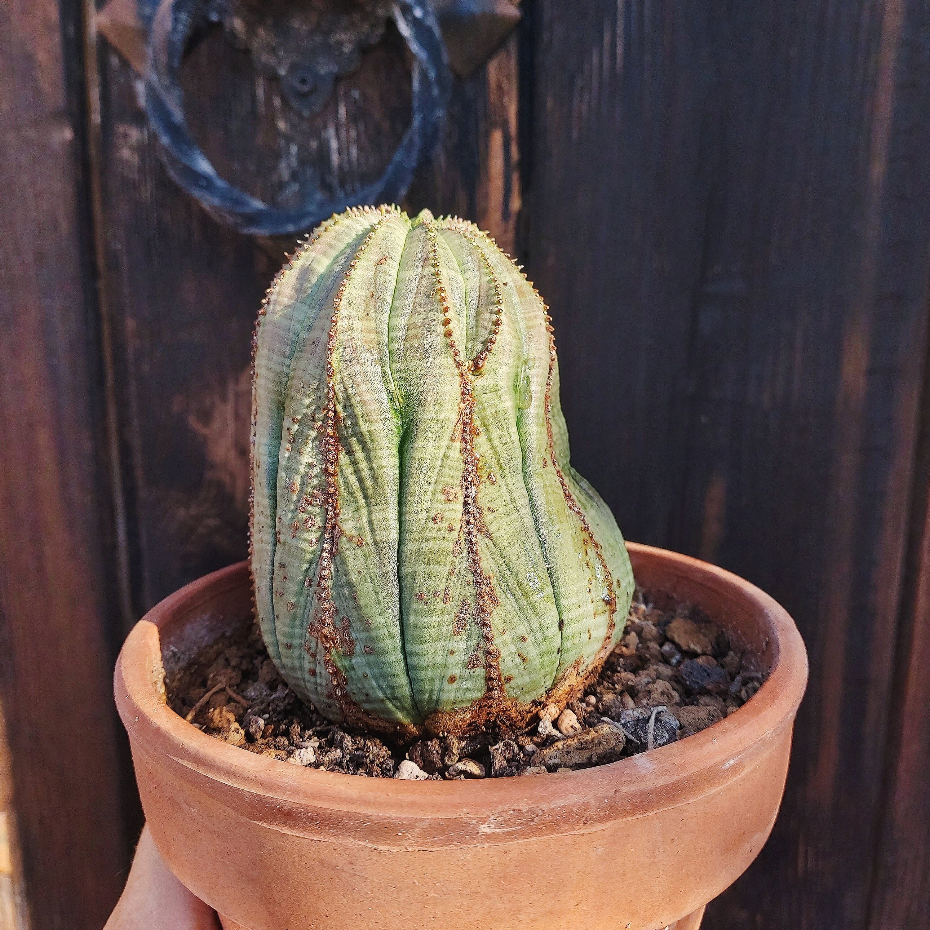 ユーフォルビア オベサ オールド 【公式通販】