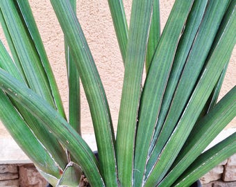 Sansevieria Erde | Torffreies Substrat fr Bogenhanf, Sansevieria -  Mischung mit hohem mineralischen Anteil, grobe Struktur & Belftung - Etsy  sterreich