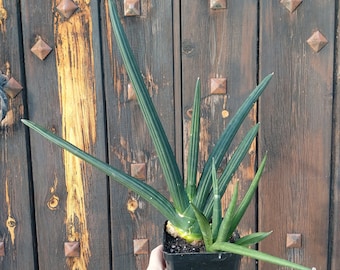 Sansevieria Pearsonii. Sansevieria Koko. Sansevieria Cylindrica Tiara Grand  Gazelle. Live Snake Plant, Mother in Laws Tongue - Etsy Denmark