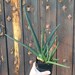 see more listings in the SANSEVIERIA section