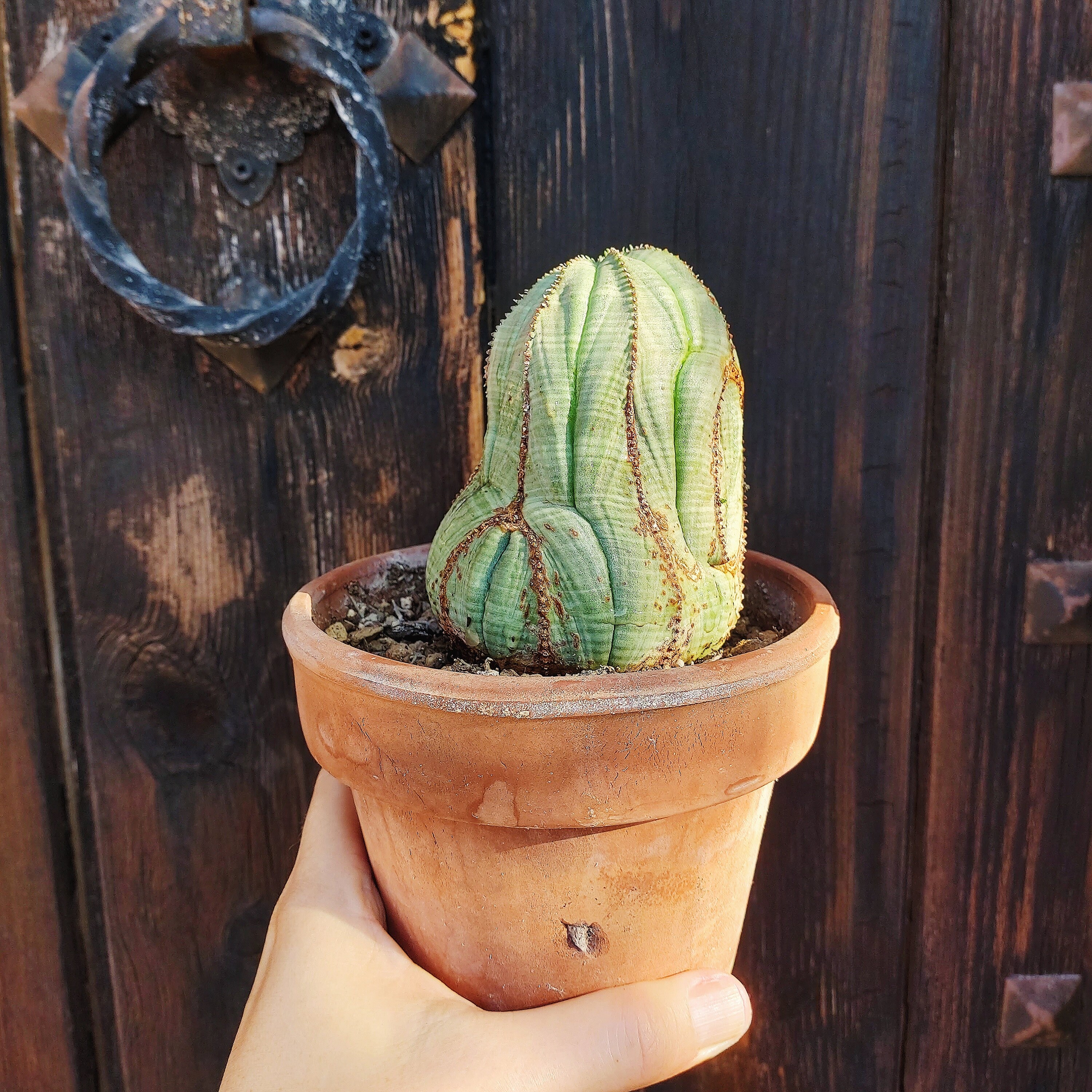 ユーフォルビア オベサ オールド 木質化 ユーフォルビア オベサが木質