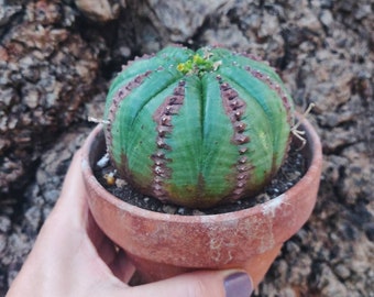 Euphorbia obesa valida Planta Suculenta Gigante. Monstruo de Euphorbia obesa, Euphorbia obesa caespitosa. Caudiciforme, cacto raro vivo