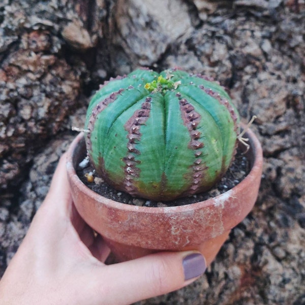 Euphorbia obesa gültiga Sukkulente Sukkulente. Euphorbia obesa Monster, Euphorbia obesa caespitosa. Caudiciform, lebender seltener Kaktus