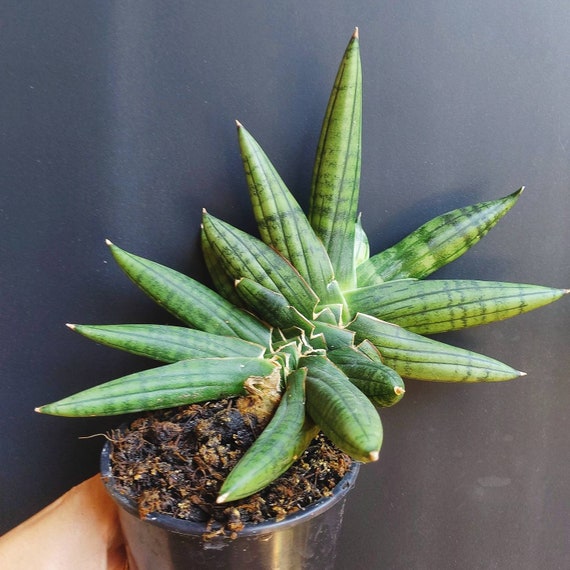 Sansevieria Boncel Inti Hybrid Cylindrical Snake Etsy Singapore