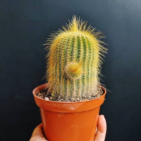 Notocactus Leninghausii Golden Ball Cactus Parodia Etsy