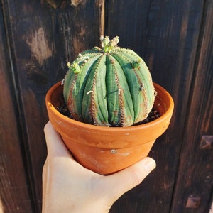 Euphorbia obesa ist eine alte Pflanze. Euphorbia obesa Prolifera, Alte Euphorbia obesa. Caudiciforme Sukkulente, lebender Kaktus