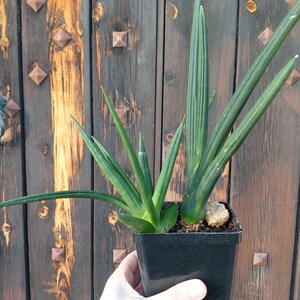 Sansevieria Boncel híbrido Tiara Esmeralda. Sansevieria cilíndrica. Planta de palillo de elefantes, planta de serpiente viva. Planta de interior exótica, agave imagen 3