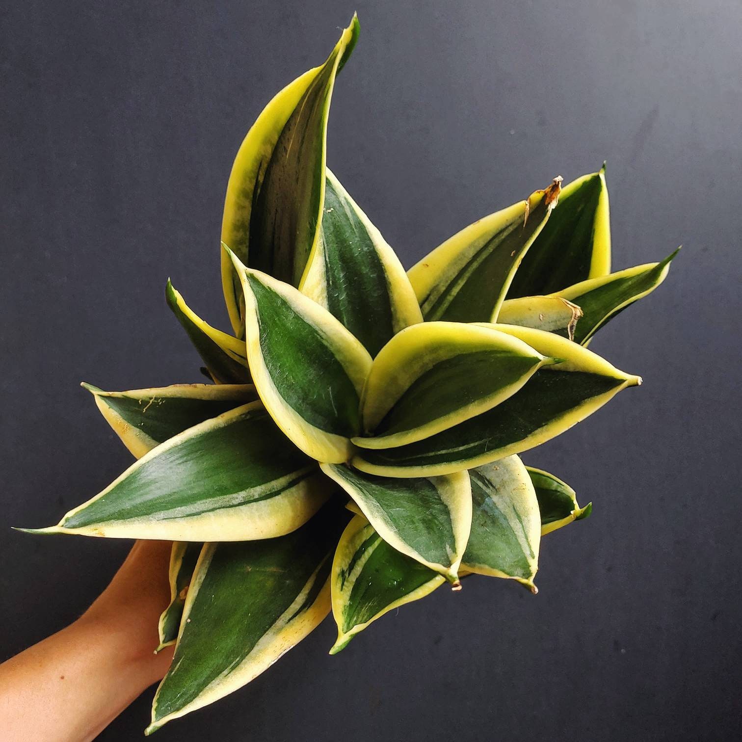 Sansevieria Golden Hahnii Sansevieria Trifasciata Jade Etsy Singapore