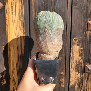 Euphorbia obesa Mostruosa Alte Pflanze. Caudiciforme Sukkulente, lebende Sukkulenten Pflanzen.