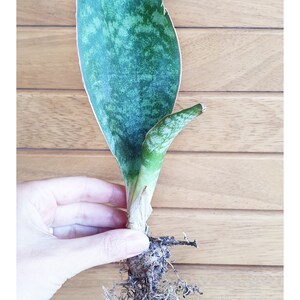 Rare SANSEVIERIA GRANDIS Masoniana Live Snake Plant / Whale Fin, Giant Leaf  Sansevieria / Mother in Laws Tongue, African Succulent Plantlets - Etsy  Australia