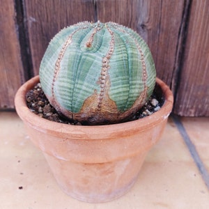 Euphorbia obesa, Euphorbia obesa striata, Euphorbia obesa caespitosa. Baseball Sukkulenten Pflanze. Caudex Pflanze, lebender Kaktus. Melonen-Wolfsmilch