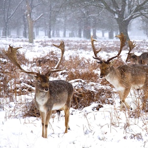 May include: Several deer with impressive antlers are seen in a snow-covered landscape. The animals have brown coats and stand amidst snowy vegetation and trees, with snowflakes falling gently.
