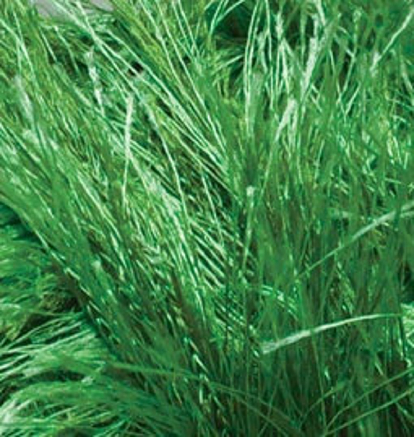 Grass blanket Cozy blanket Soft blanket Throw blanket for bed Etsy