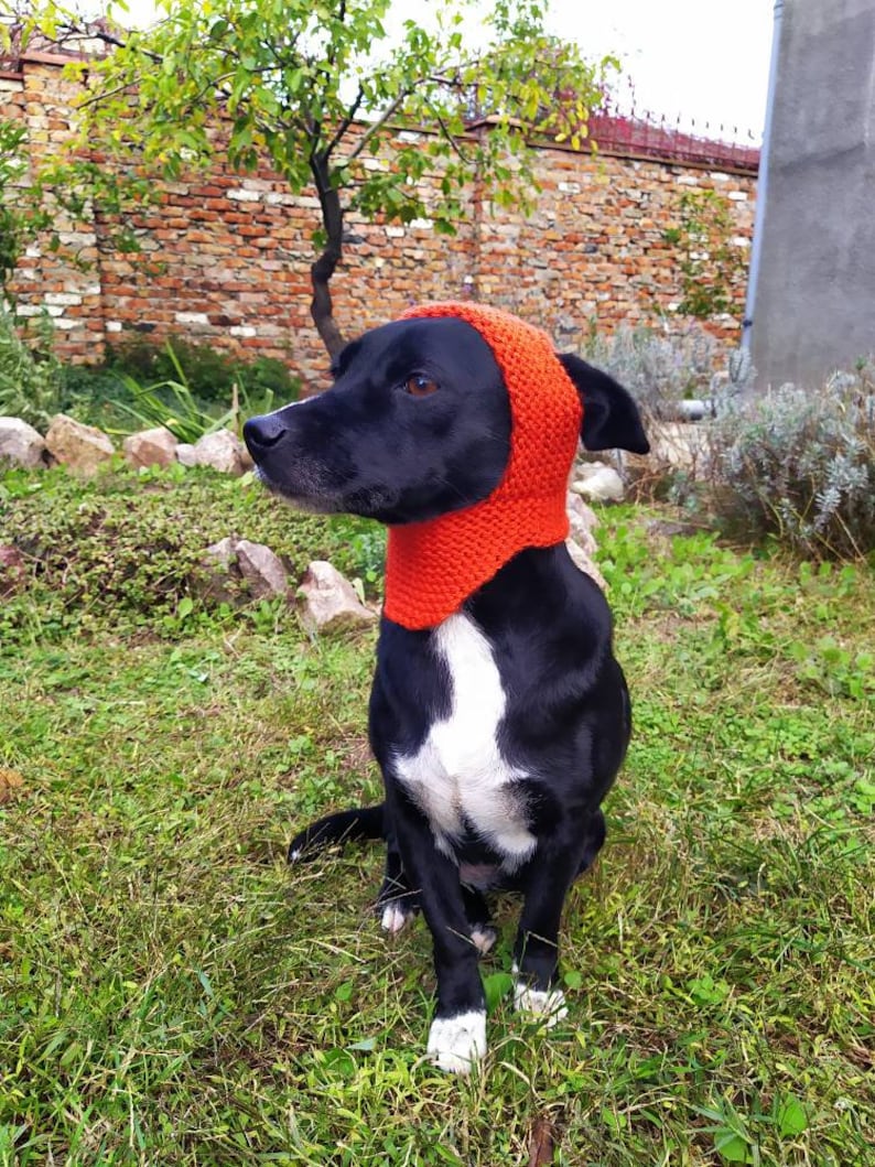 Hund Hüte/gestrickte Hut/orange Hund Hut /Handgestrickte Etsy