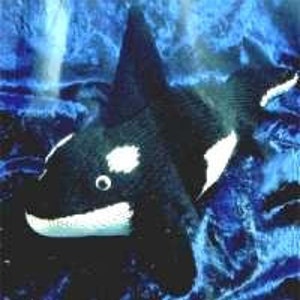 May include: A black and white orca whale with a white patch on its eye, swimming in a blue water tank.