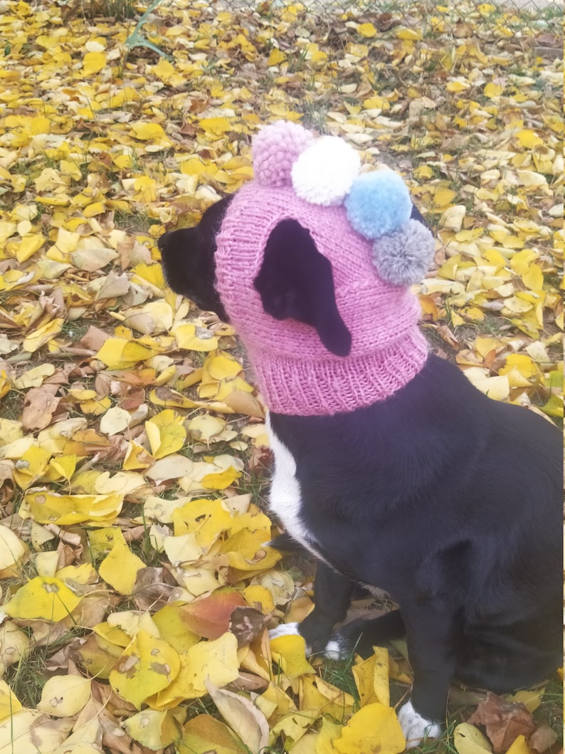 Pdf knitting pattern Dog hats,pompoms Dog Hat,Small Dog Hat,Knitted Dog Hat,Dog Clothes,Dog Fashion,Gift dog,Pet Lover Gift,knitting pattern image 3