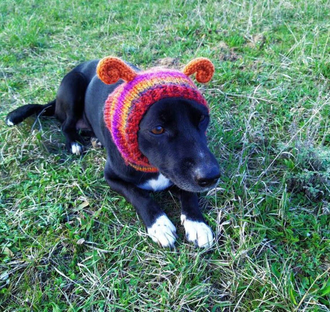Dog Hats / Knitted Hat / Multicolor Dog Hat With Curls / Hand Etsy