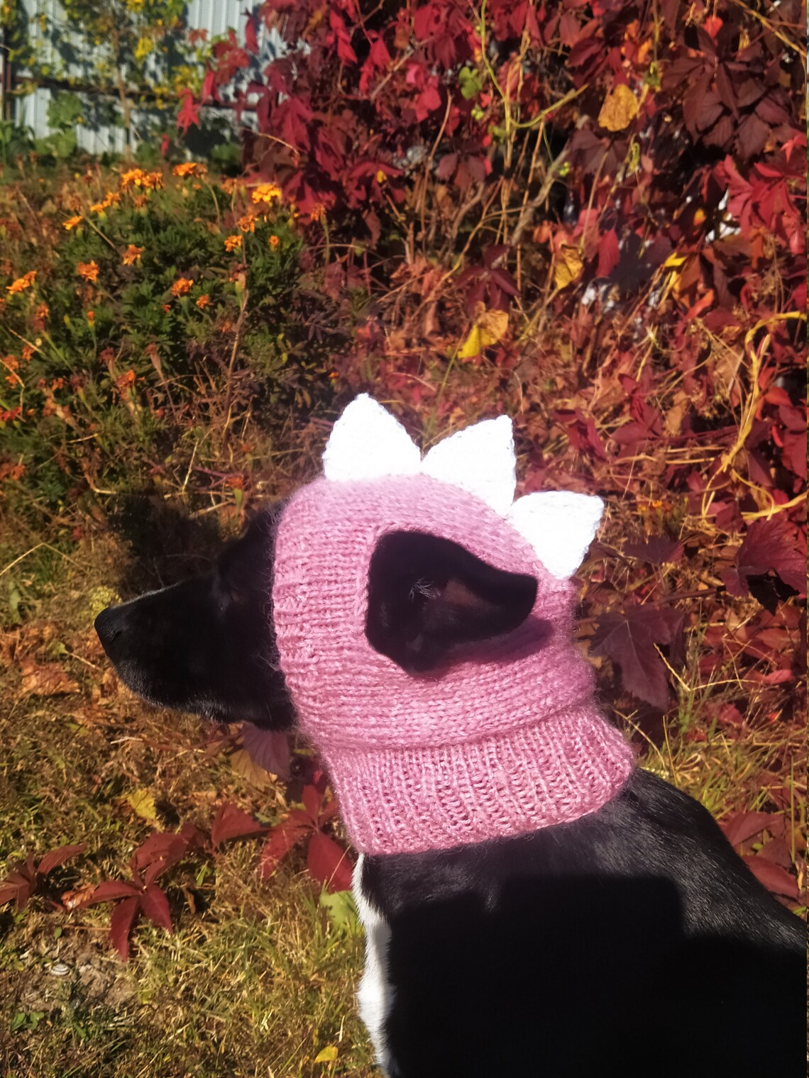 Pdf Pattern Dog Hatsdino Dog Hat Small Dog Hat Knitted Dog Etsy