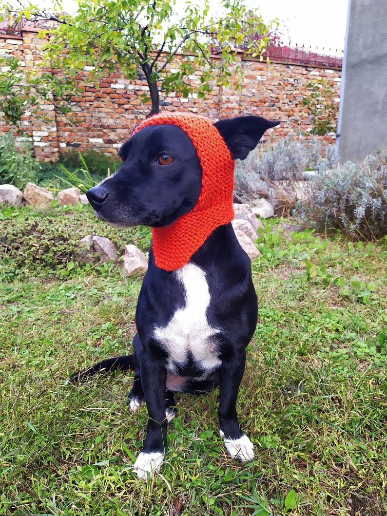 Hund Hüte/gestrickte Hut/orange Hund Hut /Handgestrickte Etsy