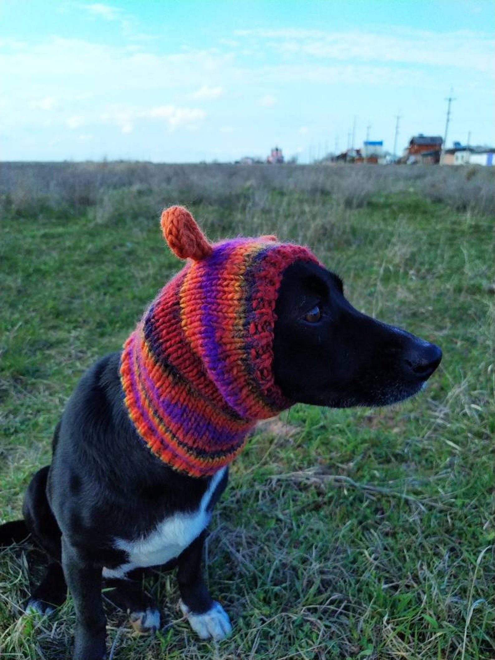 Dog Hats / Knitted Hat / Multicolor Dog Hat With Curls / Hand Etsy