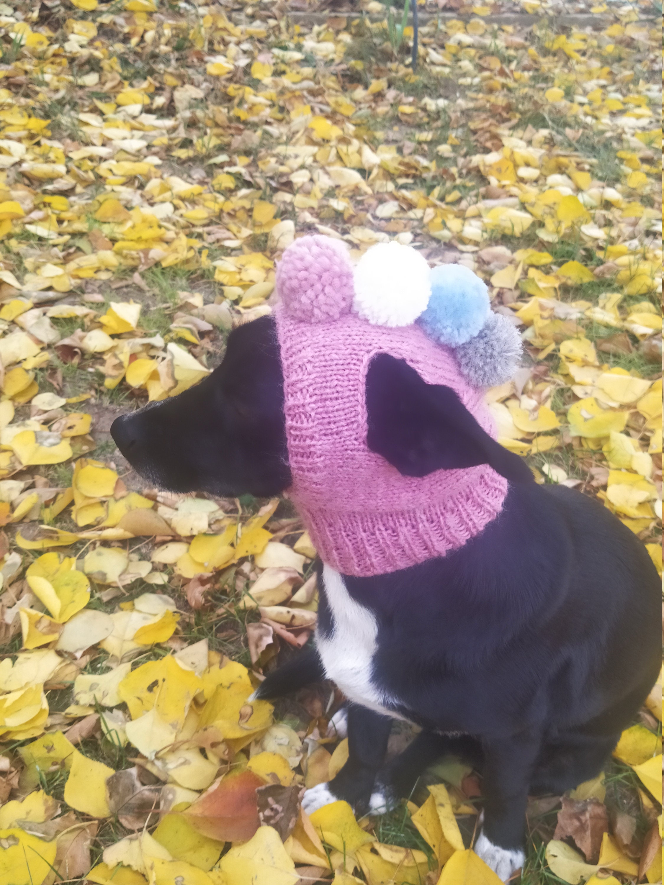 Pdf Knitting Pattern Dog Hatspompoms Dog Hatsmall Dog Etsy