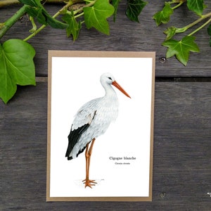 Stork Postcard