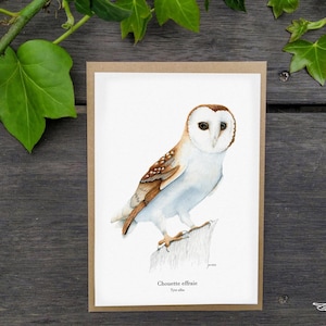 Carte Postale Chouette effraie