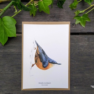 Carte Postale Sittelle torchepot