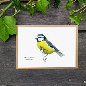Carte Postale Mésange bleue