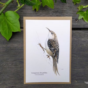 Carte Postale Grimpereau des jardins
