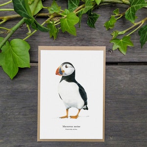 Carte Postale Macareux moine