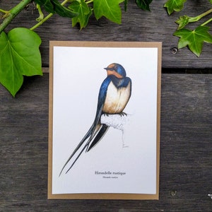 Carte Postale Hirondelle rustique