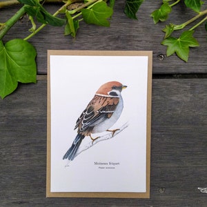 Carte Postale Moineau friquet