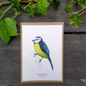 Carte Postale Mésange bleue