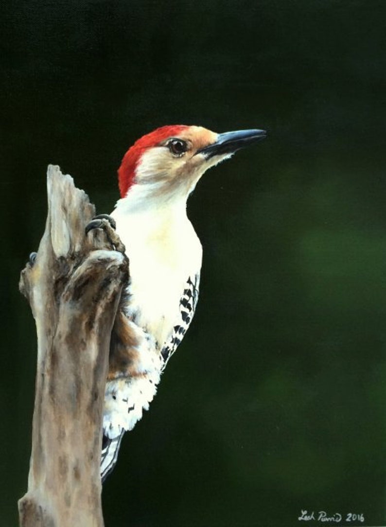 Art Print red-bellied Woodpecker size 9 X | Etsy