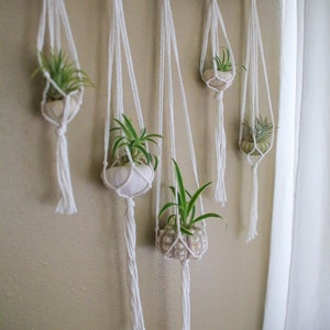 Sea Urchin Shell Wall Decor Hanging / Organic Feel Wall Hanging / Hanging Planter / Airplant Accessory / Airplant Hanger