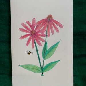 Heilpflanzen Blanko Grußkarte – Echinacea Flower
