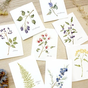 May include: Set of 8 watercolor illustrations of various plants and berries, including Elderberry, Wild Blueberry, Rose Hip, Field Fern, Juniper, and Hawthorn. Each illustration is on a white card with the plant name written in black ink.
