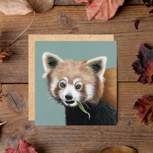 Carte animal panda roux 6 x 6 po. - carte panda mignon - intérieur vierge - carte de voeux - carte faune
