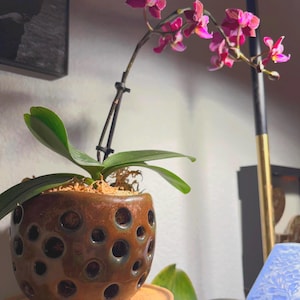 May include: A houseplant orchid with bright pink and purple flowers. The plant is in a brown ceramic pot with many circular holes. The pot sits on a wooden saucer. The background includes a wall and decorative items.