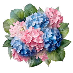 Bouquet of Hydrangeas Digital Download Colorful Hydrangeas Hydrangea Clipart Hydrangea Watercolor Hydrangea Watercolor Clipart Hydrangea PNG