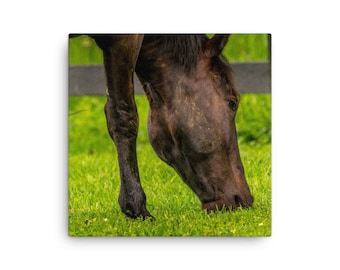 Horse Grazing Canvas Wall Art