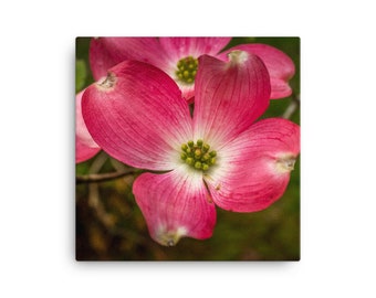 Rosa Dogwood Blossom tela arte della parete