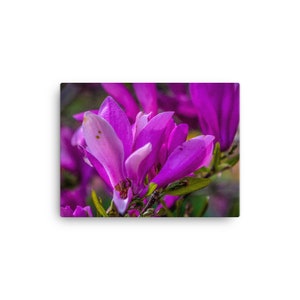 Purple Spring Flower Canvas Wall Art