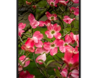 Rosa Dogwood Fiori incorniciato opaco poster