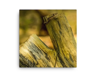 Tree Stump Canvas Wall Art