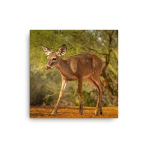 Fawn in the Forest Canvas Wall Art