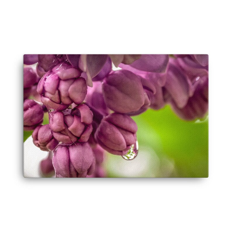 Raindrops on the Lilac Canvas Wall Art